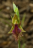 Calochilus robertsonii Purple Beard-orchid1